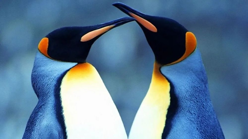 相辅相成深度操作系统和uoslinux中国