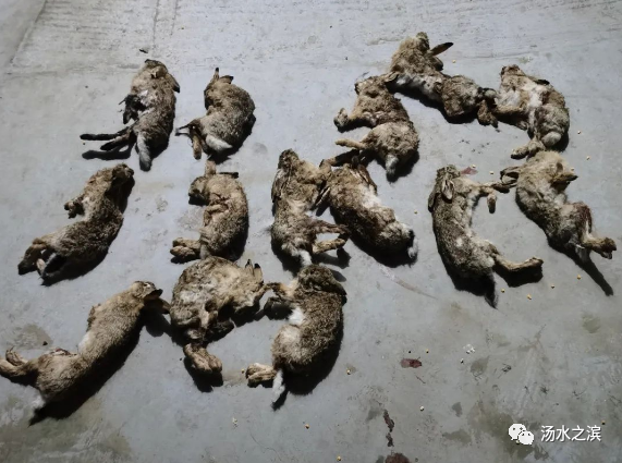 非法野生动物交易链条被斩断!