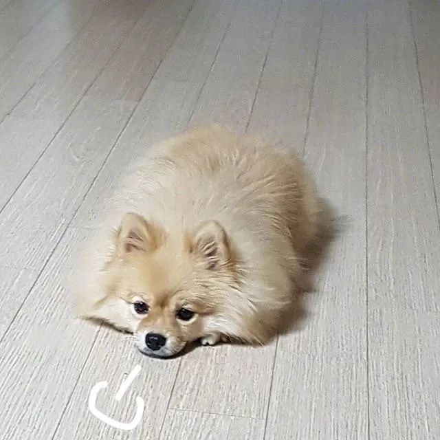 哪怕是这么可爱的狗勾,也会为了生活叹气啊!