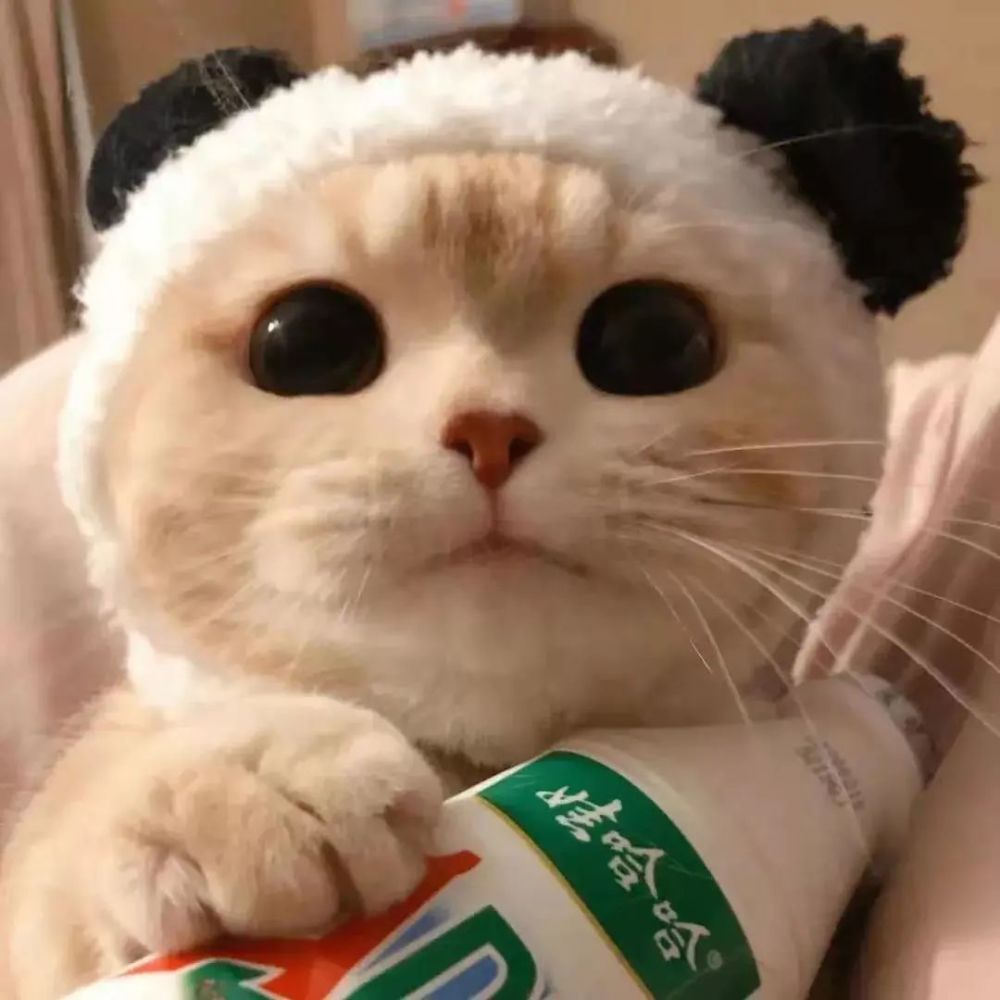 情侣头像超可爱的猫猫情头