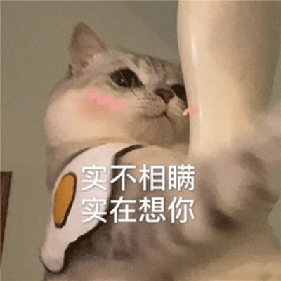 可爱猫咪狗狗表情包
