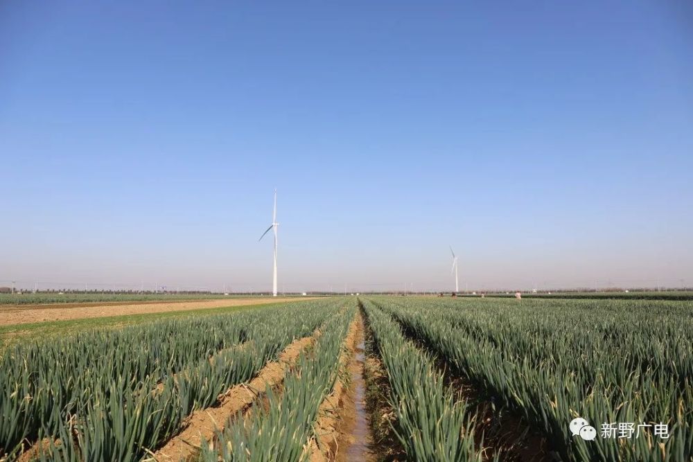 河南新野丨葱忙上市等你来购