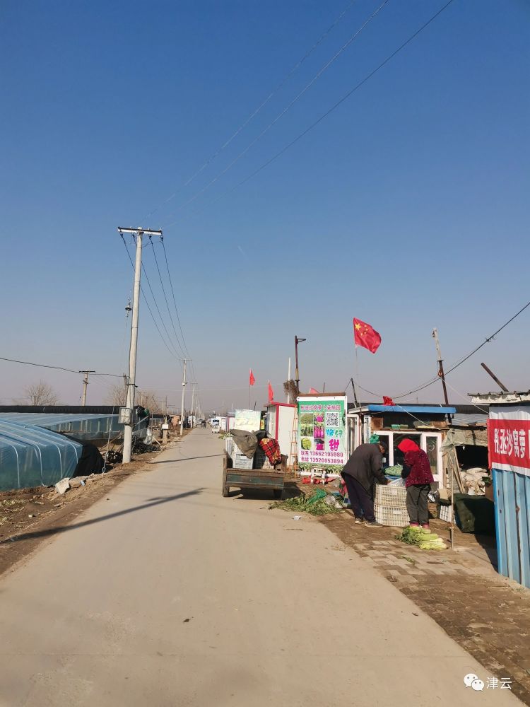 津云镜头聚焦西青丨辛口镇:一支网红萝卜的百年传奇_腾讯新闻