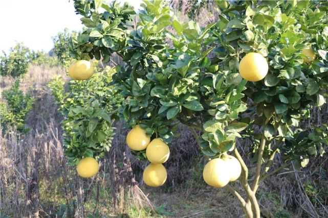 汁多清甜 玉屏红花柚子熟了 玉屏 柚子 红花村 吴祥智
