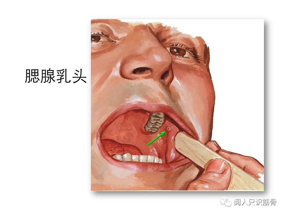 腮腺导管口的位置图片图片