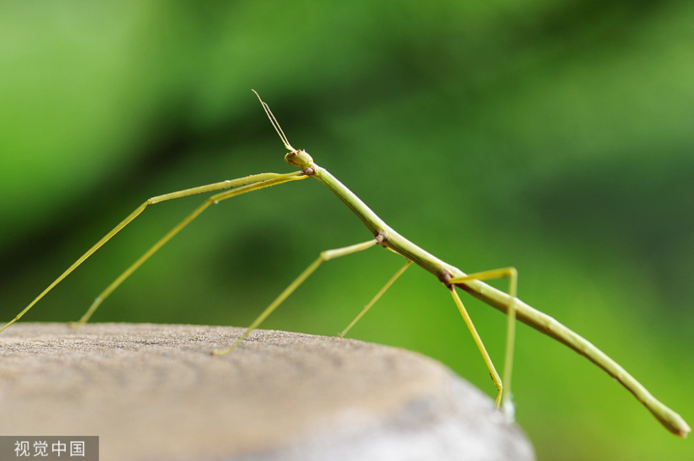 竹节虫是益虫还是害虫作为宠物别随意放生对植物会产生危害