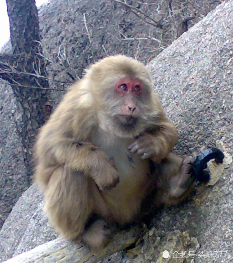 神奇动物在哪里(8)原来动物也有秃顶的困扰