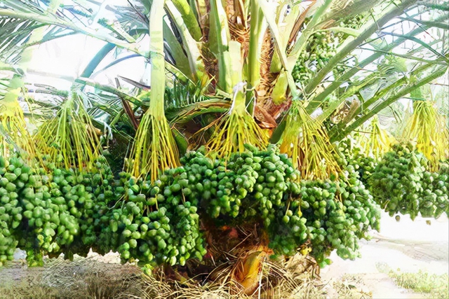 巴西松子种植要求图片