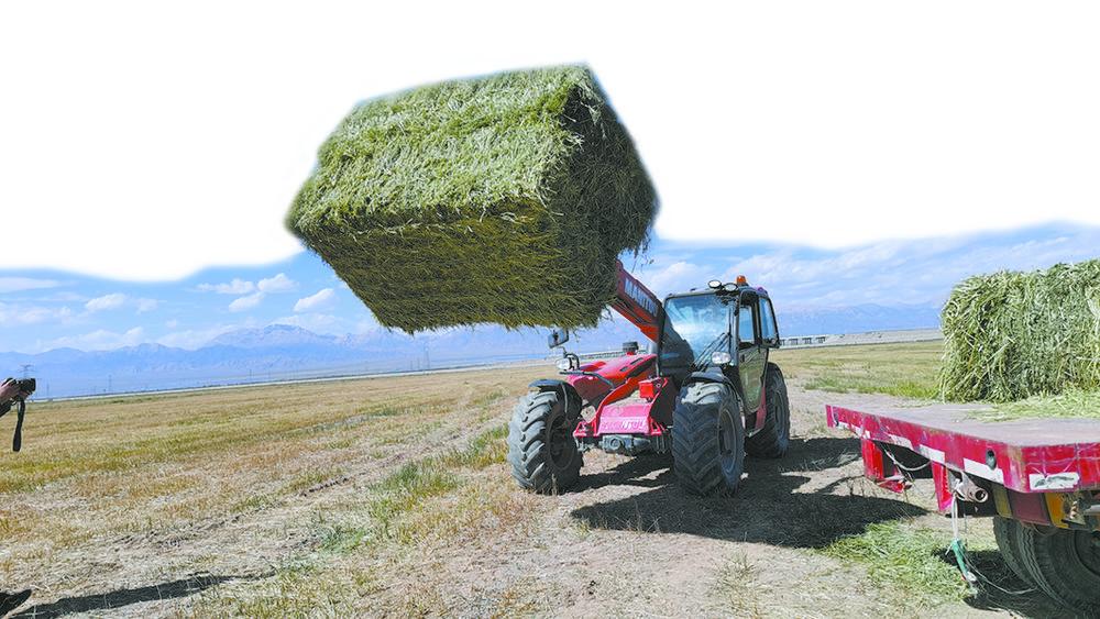 戈壁滩变身青青草原青海饲草产业发展系列报道之一