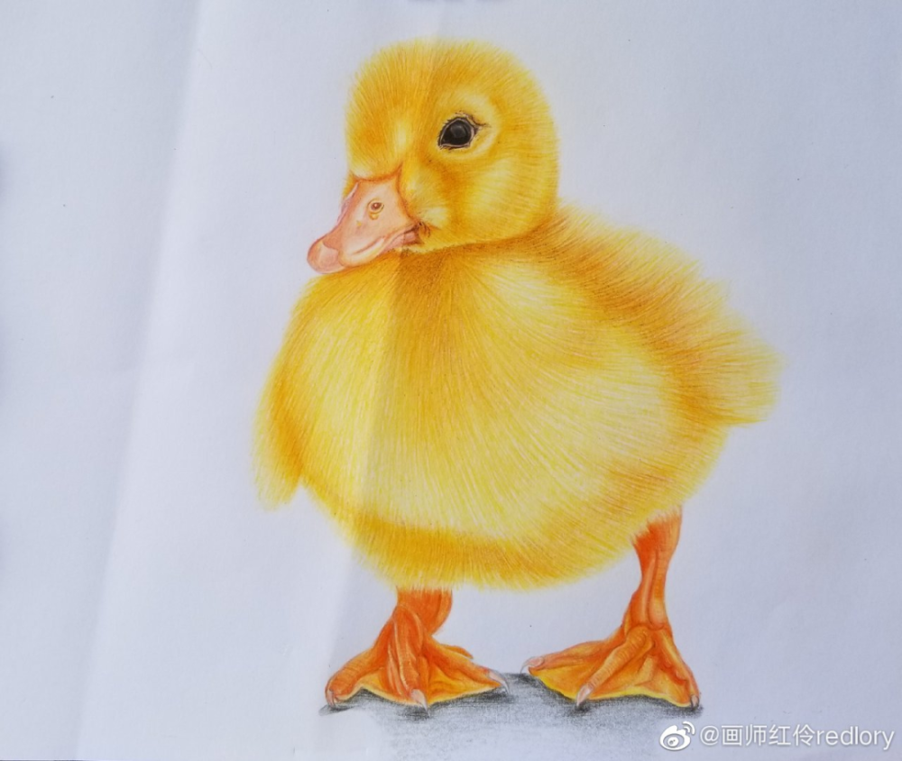 彩铅动物萌萌哒的小可爱们画师红伶redlory