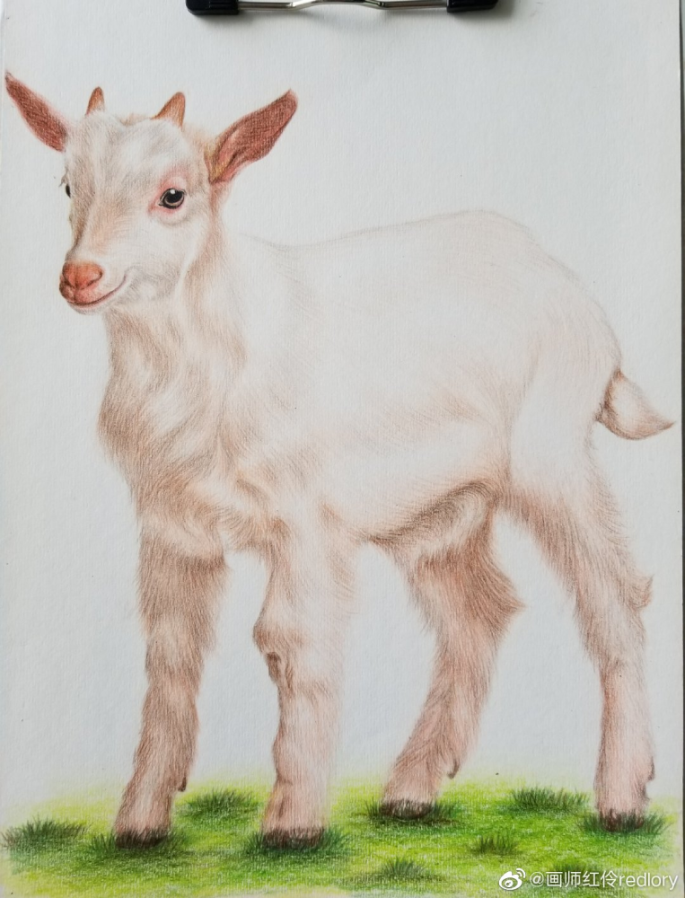 彩铅动物,萌萌哒的小可爱们,画师红伶redlory