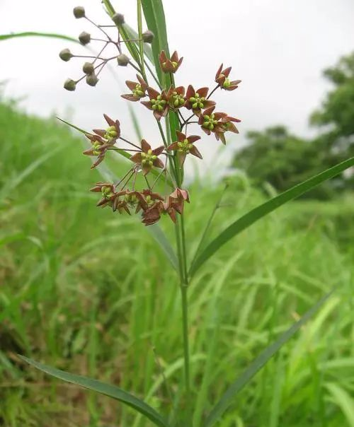 徐长卿:祛风化湿,行气通络.