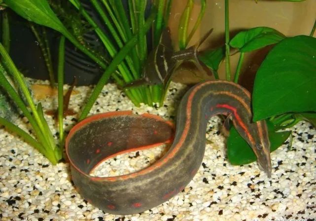 外来入侵鱼种名录红纹刺鳅