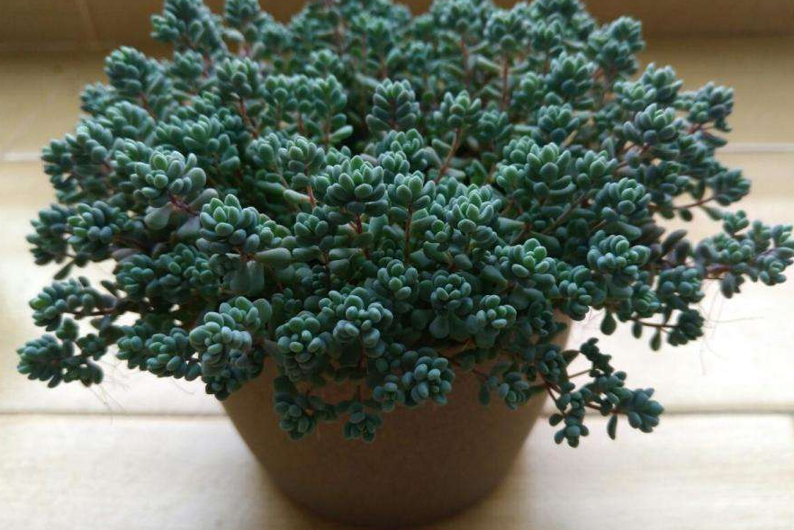 听说姬星美人很容易爆盆,为何你养的没这效果