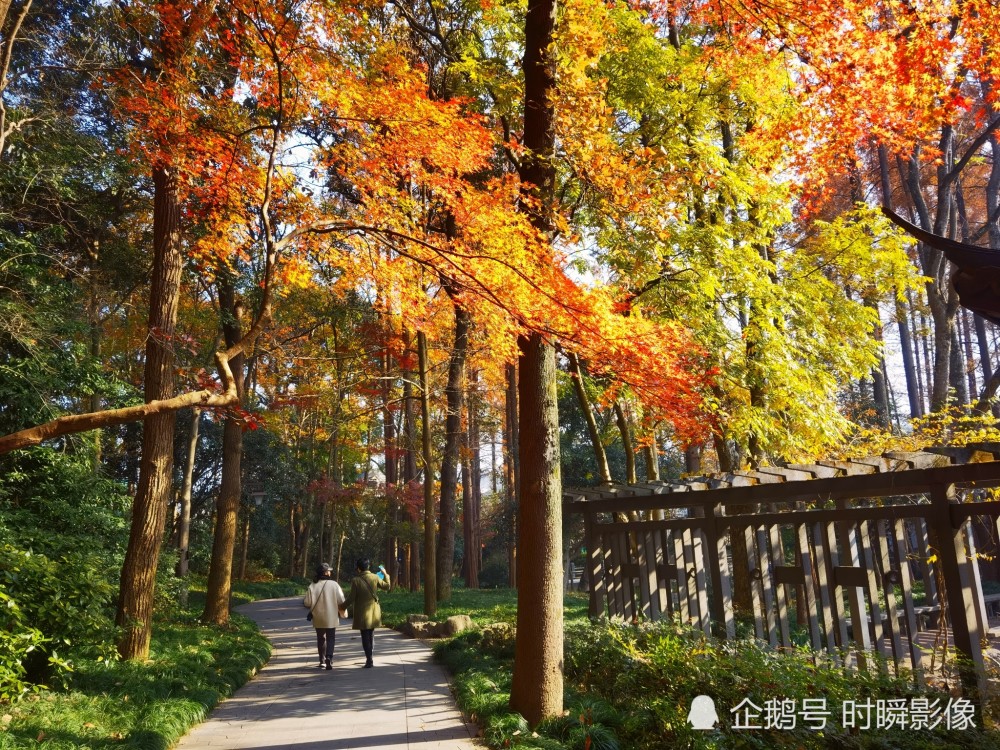 杭州植物园景色醉美了_腾讯新闻