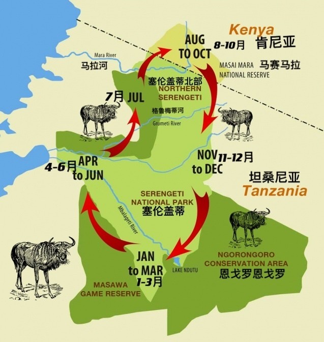 东非大草原上生活着200万头食草动物角马,斑马和瞪羚,随季节变化,根据