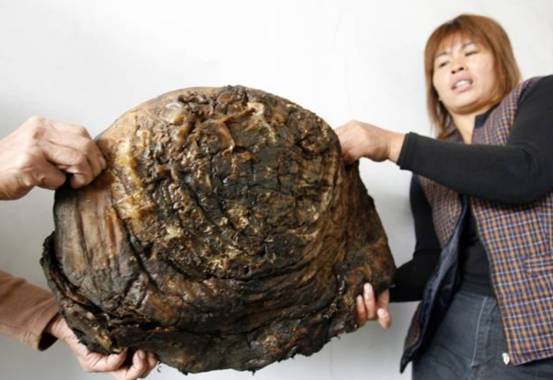 多人靠它"一夜暴富",太岁究竟是什么东西?真能引来灾祸吗?_腾讯新闻