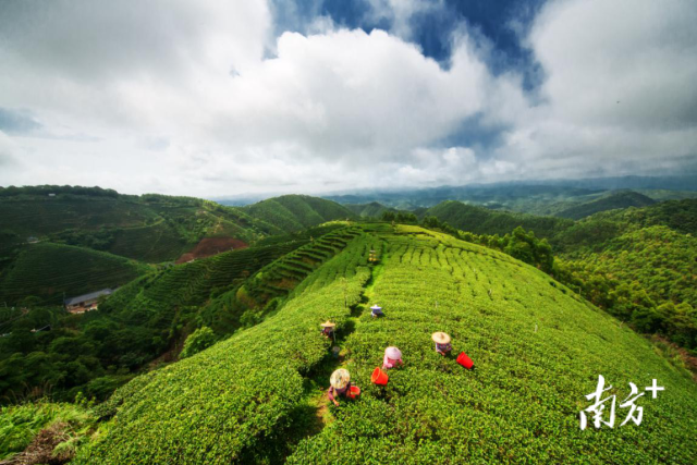 紫金縣縣長鄧紅衛:從茶葉到