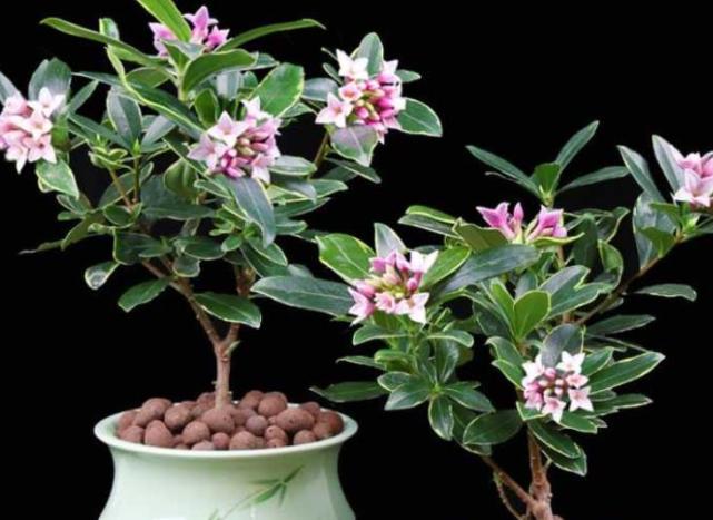 养金边瑞香常见的3个问题,手把手教你解决,花开不停香飘满屋