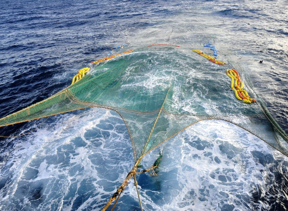 南极磷虾遭美日疯狂捕捞,1983年捕捞53.8万吨,中国2010年才加入