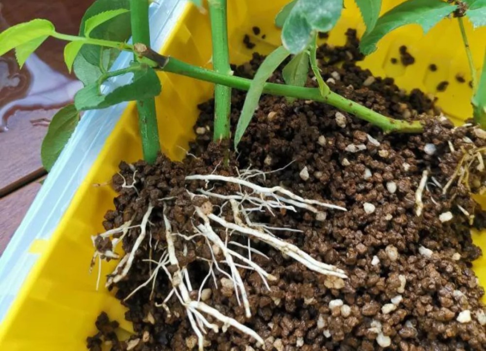 玫瑰扦插(玫瑰扦插时间和方法)