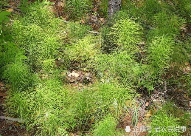 我国古代劳动人民用聪明智慧进行细致总结,探索出用问荆草寻觅黄金的