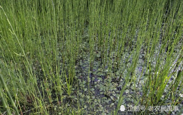 俗称"寻宝草",以前人们用来找黄金,堪称金钵钵,遇到别当杂草