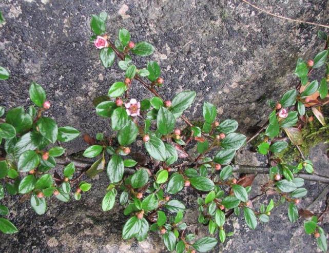 1,植物介紹平枝栒子屬落葉或半常綠匍匐灌木,高不超過0.