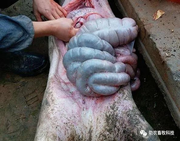 【诊疗】猪无症状突然死亡后肚子胀气的原因分析及预防方案分享