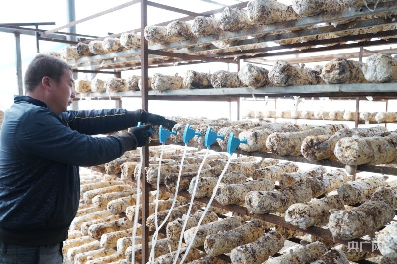 福建建宁:发展大棚食用菌产业,助农增收