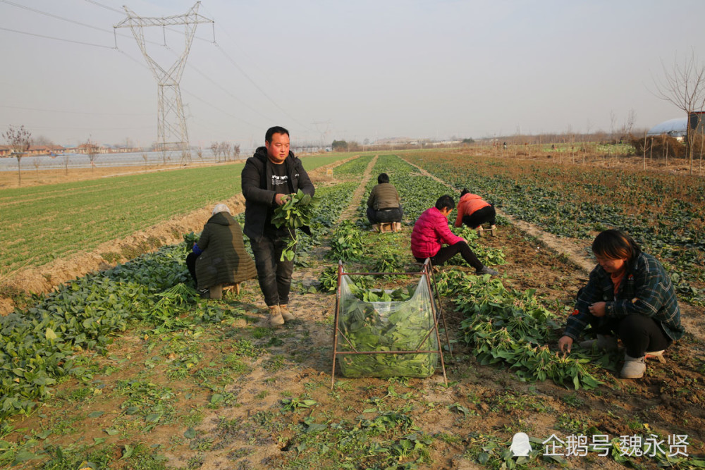 高中物理网课哪个老师讲得好种了种菜农村90新中国这才老家成立