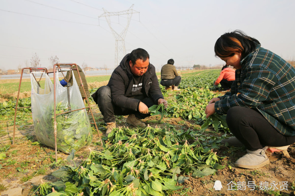高中物理网课哪个老师讲得好种了种菜农村90新中国这才老家成立