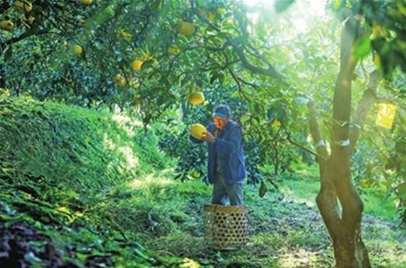 重庆橘子 柚子产量可观 腾讯新闻