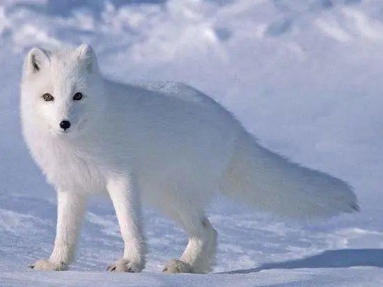 白色狐狸真实图片