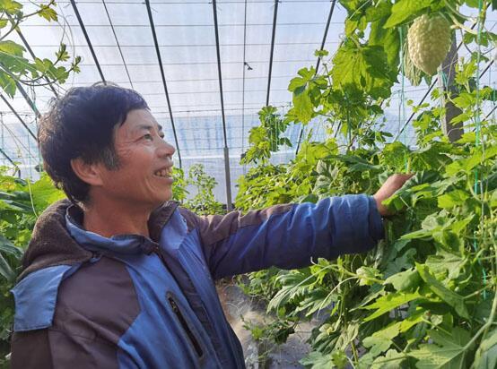 今年9月份,桑明刚在三个大棚内种植了苹果苦瓜.