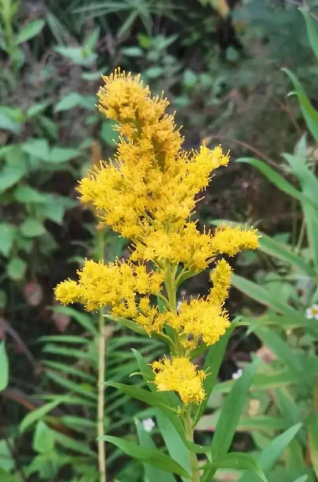 警惕南华首现外来入侵物种加拿大一枝黄花