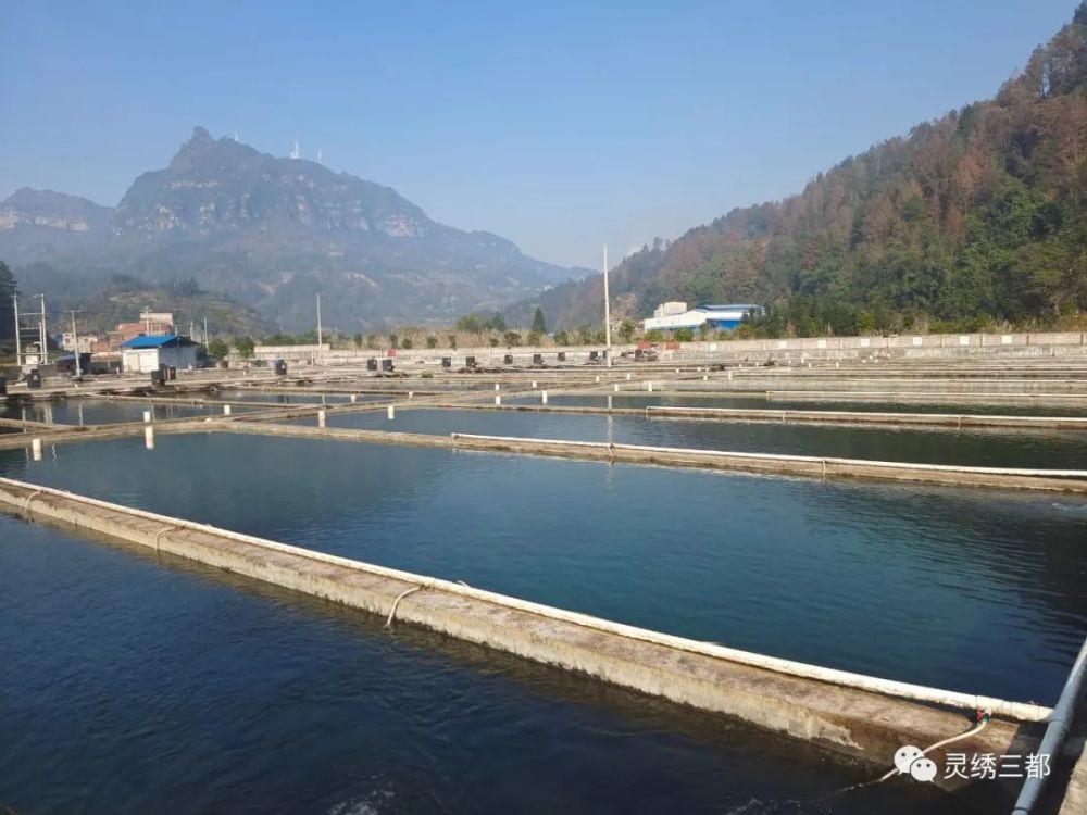 三都:生態養魚產業 託舉鄉村致富夢