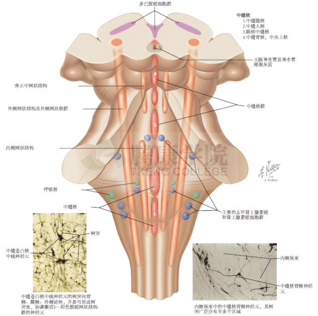 神經解剖學|網狀結構:腦幹核團的分佈模式