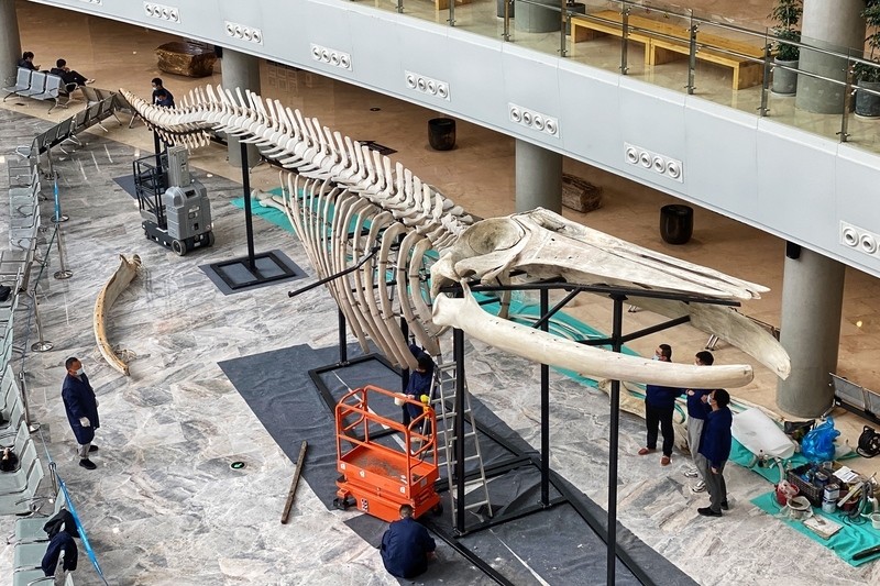 我国最长的长须鲸标本在自然博物馆亮相,2017年在上海海域发现