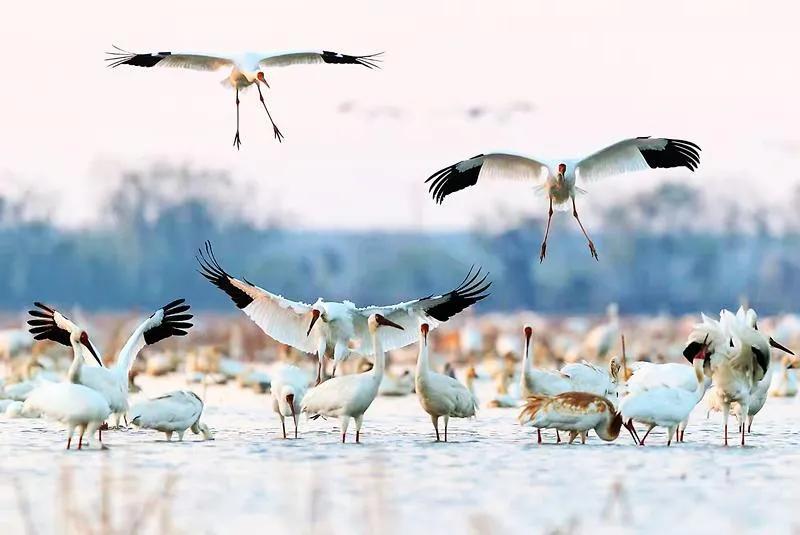 候鸟迁徙季|鄱阳湖区越冬候鸟逾60万只_腾讯新闻