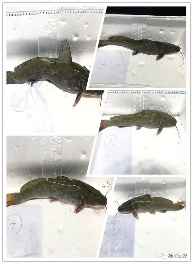 新調整的《國家重點保護野生動物名錄》正式公佈並實施,淡水魚