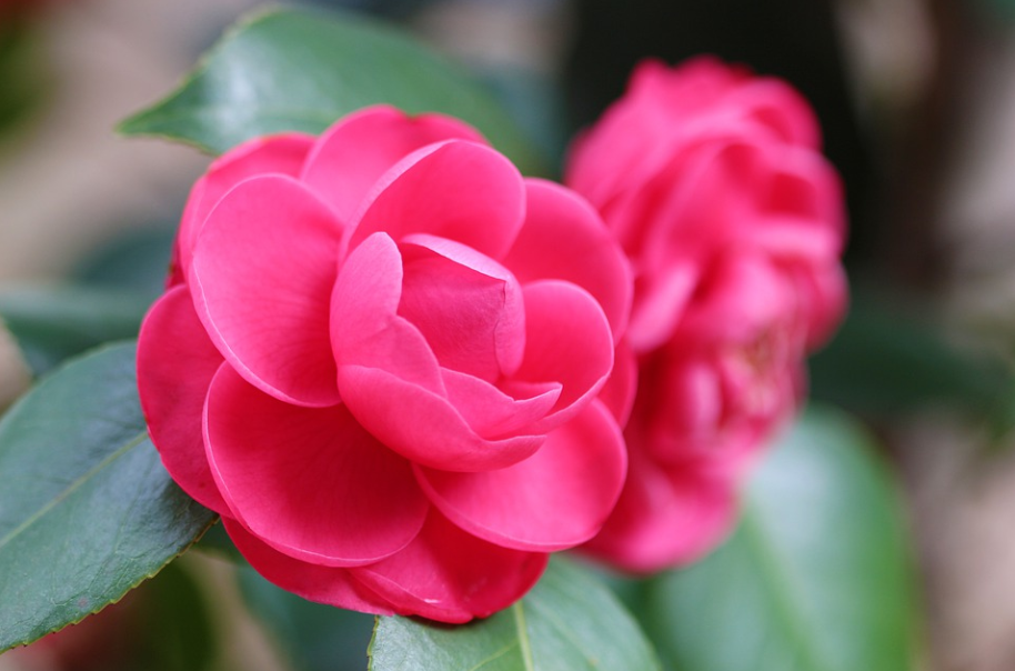 每日一花1210红色山茶花