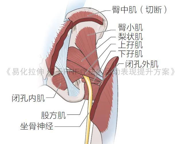 梨状肌体表定位方法图片