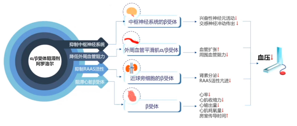 聚焦血压管理促进心血管疾病精准防控第十一届中国高血压大会