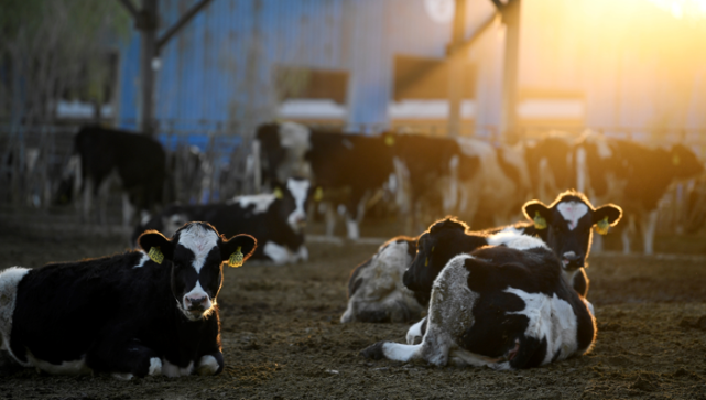 入世20年:中国奶业从落后走到世界前列|中国乳业|世界贸易组织|奶牛