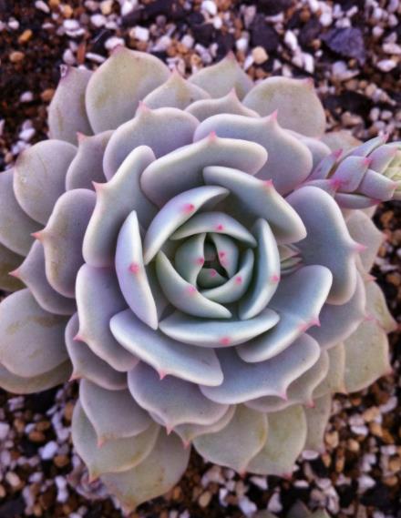 推荐你养棵丽娜莲,好似荷花爱爆头