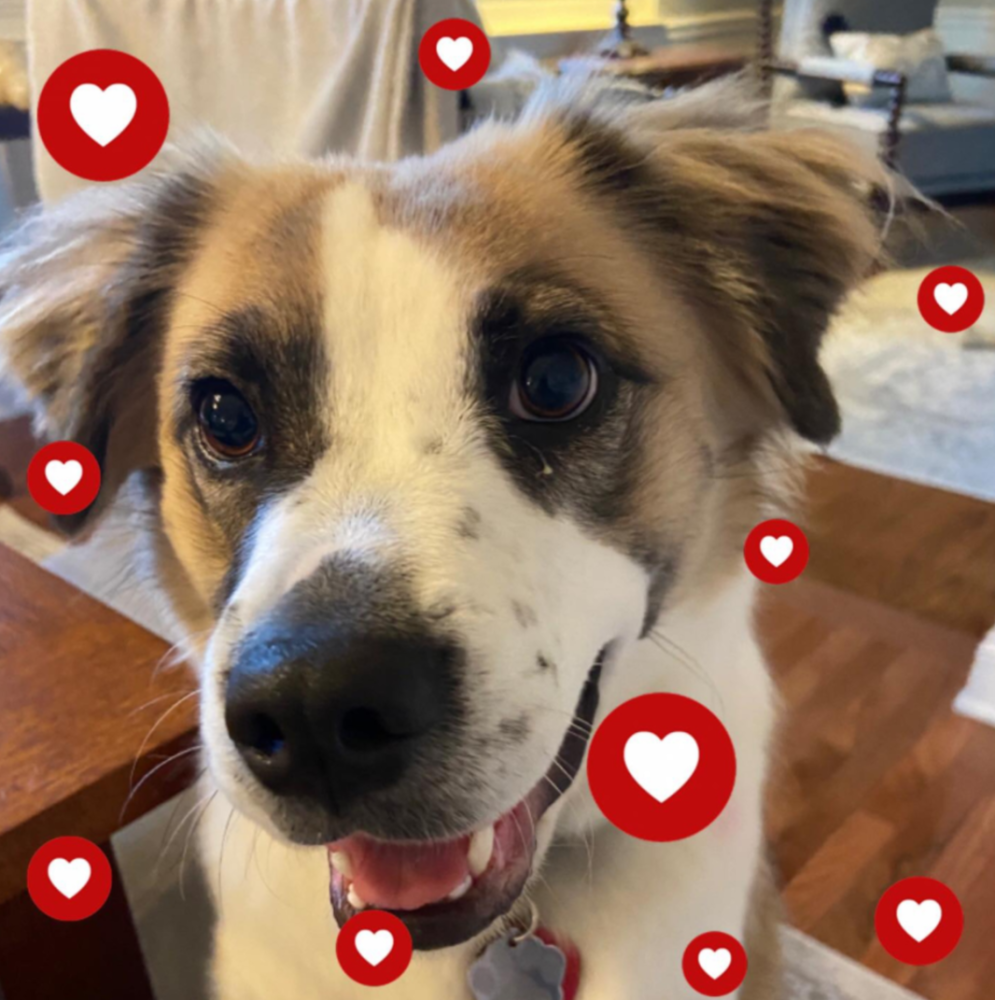 主人想为失明爱犬找一个伙伴 但领养了新狗狗后 却发现了一个惊人真相 腾讯新闻