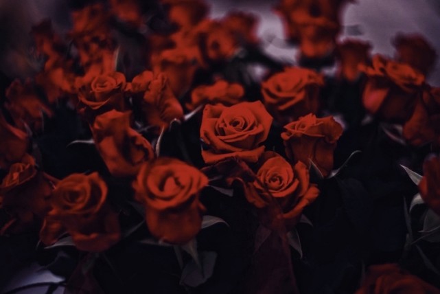 红玫瑰朋友圈背景图