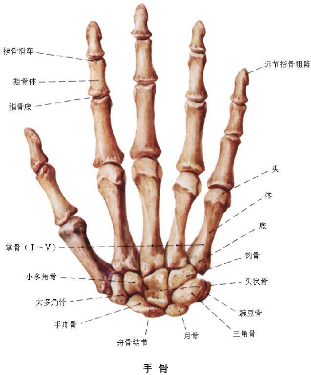 手及腕關節解剖文中圖片均可單擊後放大查看點擊上方藍字關注我們吧