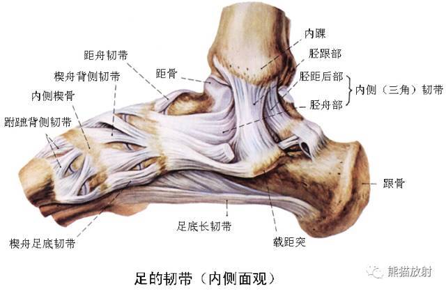 mr斷面解剖矢 狀1 拇長屈肌,2 脛骨後肌,3 腓動脈(交通支),4 脛後動脈